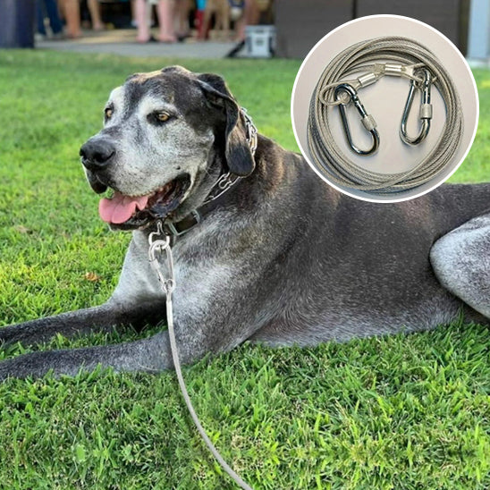 Laisse pour chien|Double attache