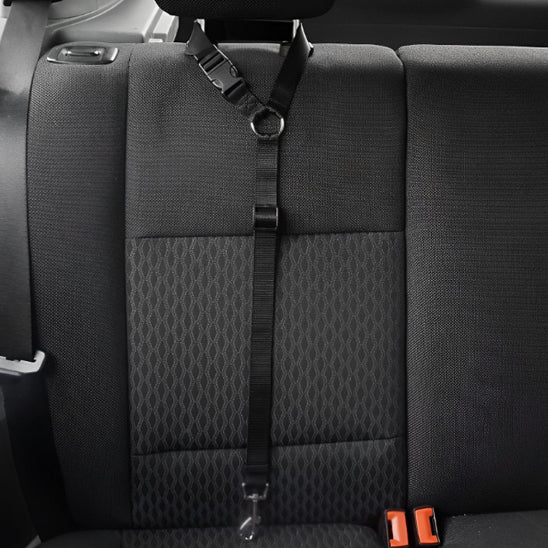 Laisse pour chien |Ceinture