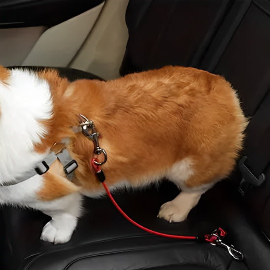 Laisse pour chien|Voiture