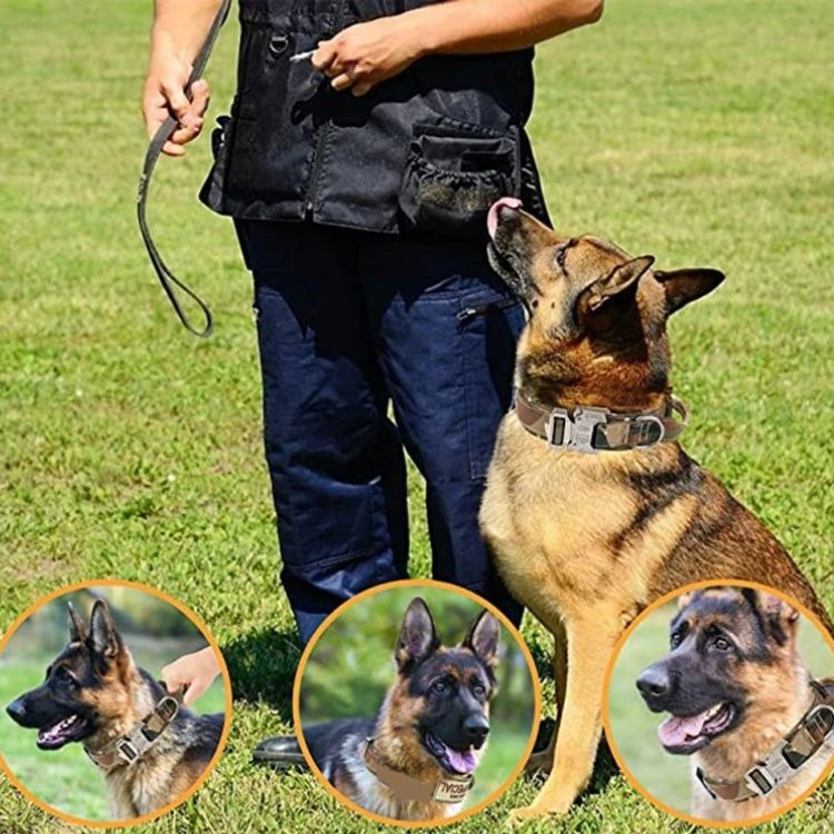 Collier chien|Durable