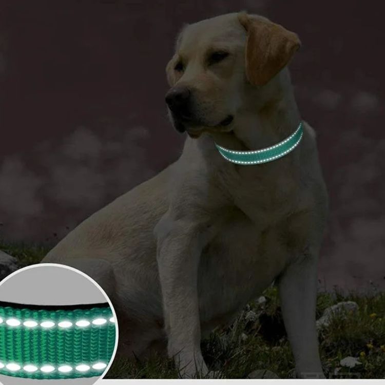 Collier chien|Réglable