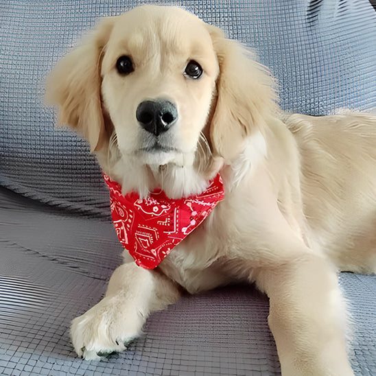 Collier pour chien|Bandana