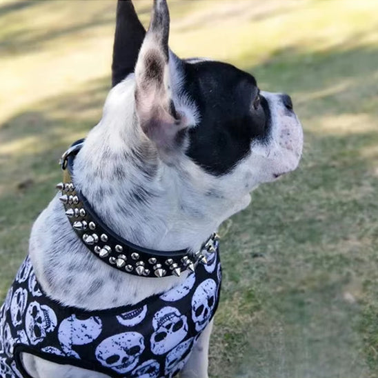 Collier pour chien|Punk