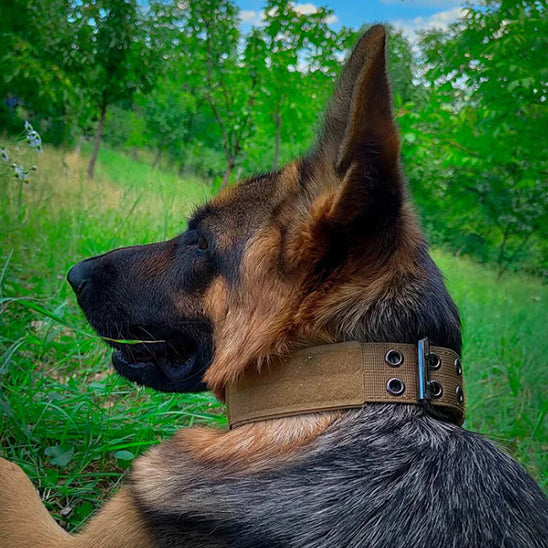 Un-collier-pour-chien-qui-est-solide