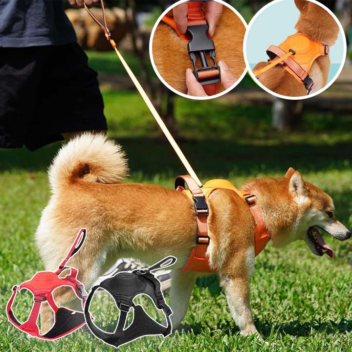 Harnais chien | Rétractable - Chien Colleux