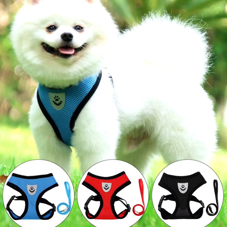 Harnais petit chien | Avec laisse - Chien Colleux