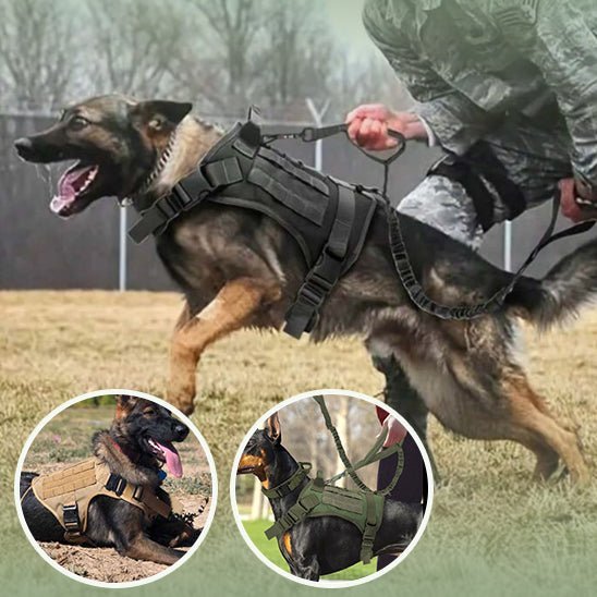 Harnais pour chien - Chien Colleux